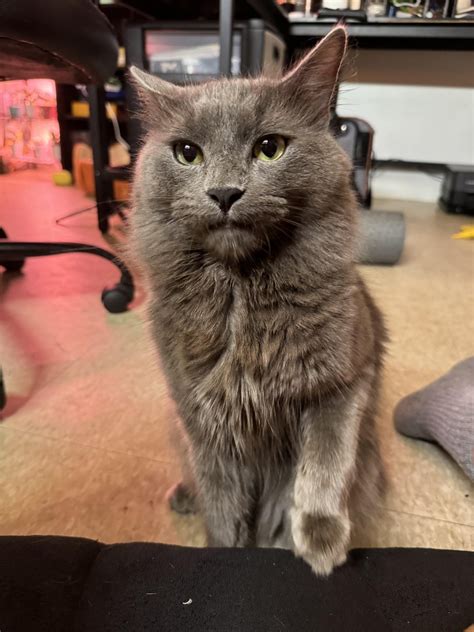 Nebelung: Creature of the Mist
