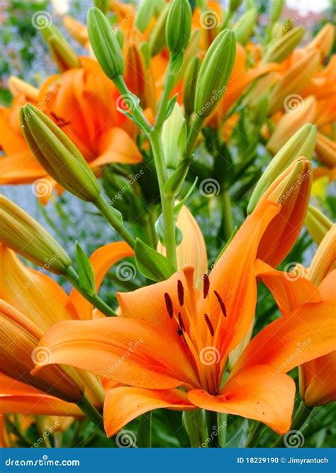 Lilium bulbiferum stock photo. Image of leaf, floral - 18229190