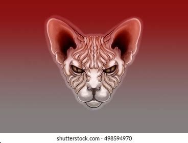 face bald cat isolated stock illustration  shutterstock