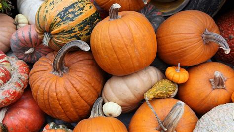 Fox Hollow Farm is hosting a fall festival with a pumpkin patch & cute ...