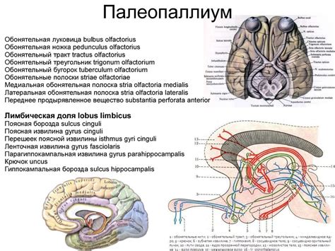 Анатомия центральной нервной системы. Конечный мозг - online presentation
