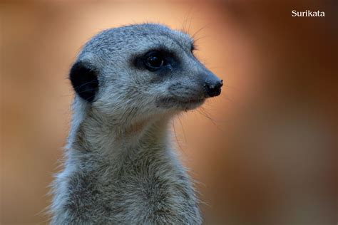 Surikata – Zoo Hodonín