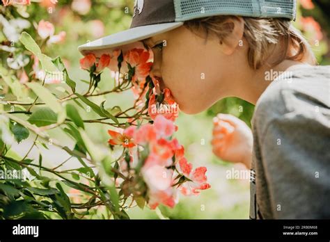 boy smelling flowers  res stock photography  images alamy