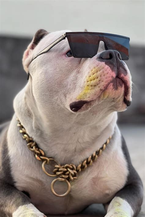 pictures   cute dogs     day