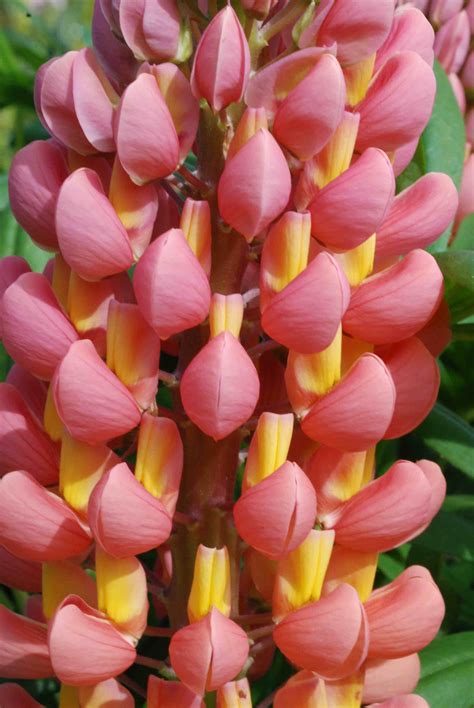 Lupins and aquilegias | The Biking Gardener