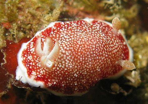 Морские слизни используют одноразовый пенис, чтобы заниматься сексом