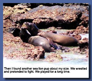 Annie’s Resource Attic » Blog Archive » Sofie Sea Lion