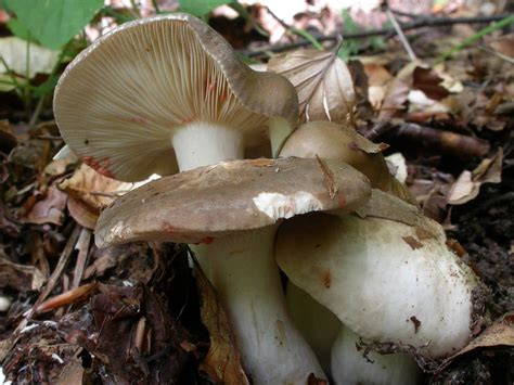 Lactarius acris - Lactarius - Forum di Micologia AMB Gruppo di Muggia e ...
