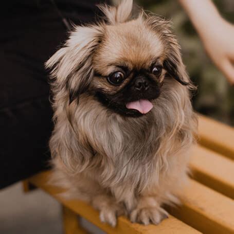 Las 15 razas de perros pequeños más adorables y populares
