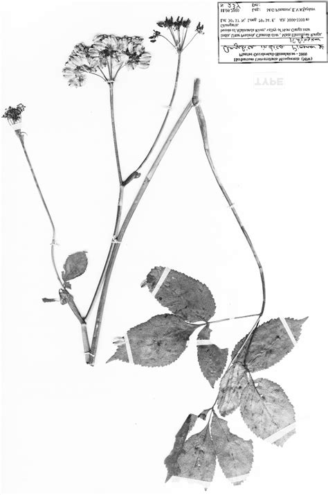 Angelica indica Pimenov & Kljuykov, holotype specimen (MW). | Download ...