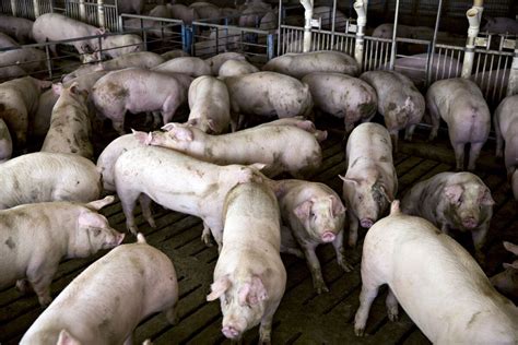 china     market  hogs    hedge funds bloomberg