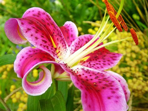 Beautiful Lily Flower Wallpapers - The Wondrous Pics