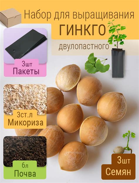 Набор для выращивания Гинкго Билоба (3шт семян) — Лесосад