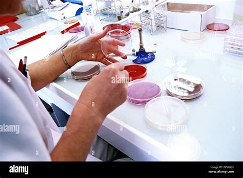 petri dish stock photo alamy