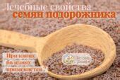 Как сушить подорожник в домашних условиях – методика