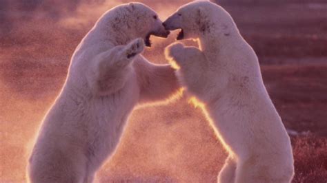Acclaimed photographer details decline of Manitoba's polar bear population