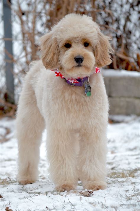 How To Groom A Goldendoodle Puppy At Home at Joyce Hartmann blog