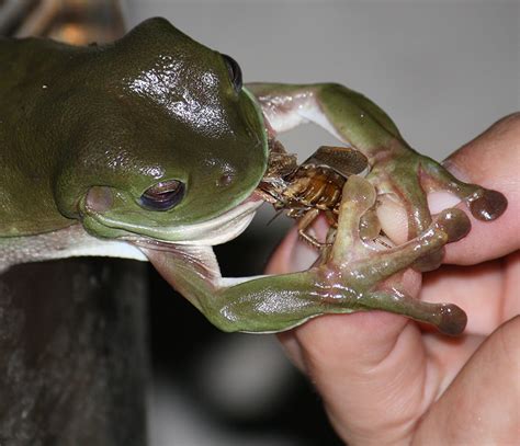 Feeding Wild Frogs