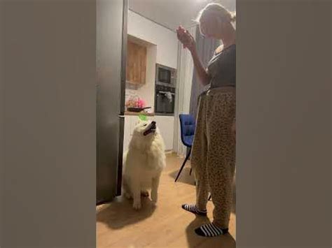 Твои слова да богу в уши #dog #самоед #животные #забавныеживотные # ...