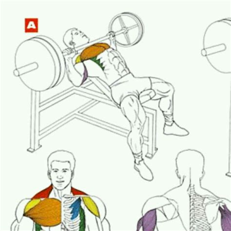 Жим Штанги Лежа На Наклонной Скамье by Rostislav Belexov - Exercise How ...