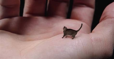 World's Smallest Cat - Cute, Tiny and Mean - We Love Cats and Kittens