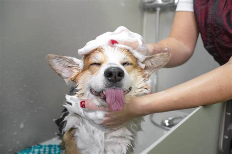 “Bark If You’re Dirty” Pet Store Sued for Sexual Harassment and Sex