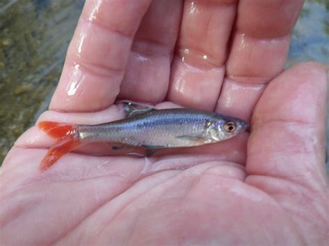 Redfin Shiner
