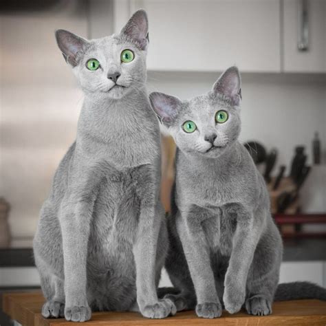 Chartreux vs Blue Russian - Breed Comparison | MyCatBreeds