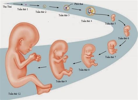 [Giải đáp thắc mắc]: Có nên phá thai 5 tháng tuổi không?