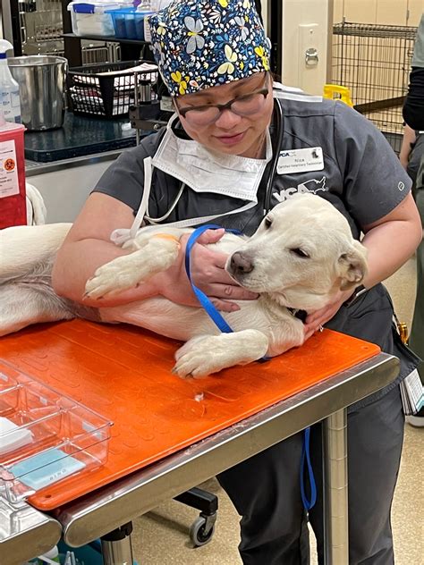 VCA Olympic Animal Hospital - We are committed to maintaining a healthy