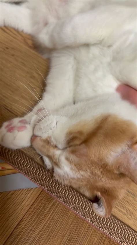Lee know 🐰 [23.01.21] | Minho's cats, Animals for kids, Silly cats