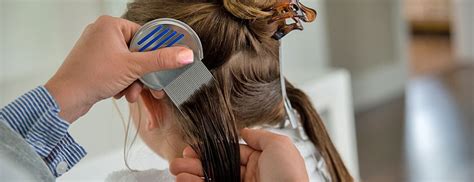 lice comb