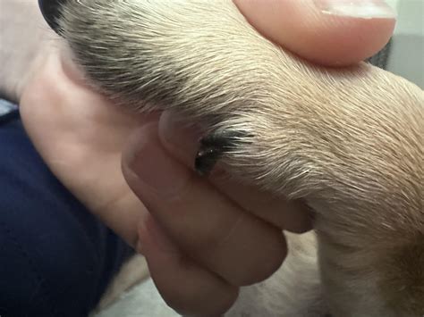 3 Essential Steps To Mending A Broken Paw