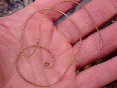 Nematomorpha