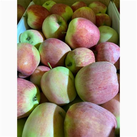 Продам Яблука на Експорт різні сорти, Чернівецька обл — Agro-Ukraine