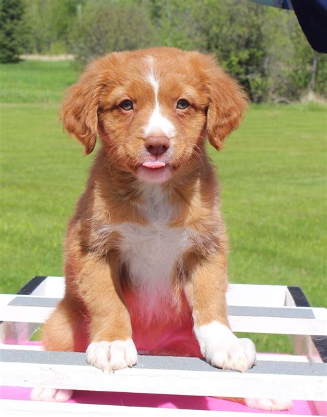 Nova Scotia Duck Tolling Retriever Puppies For Sale In Minnesota