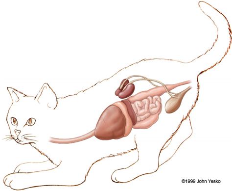 Disorders of the Feline Esophagus