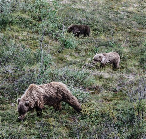 445 best Denali Alaska images on Pholder | Earth Porn, Alaska and Fujifilm