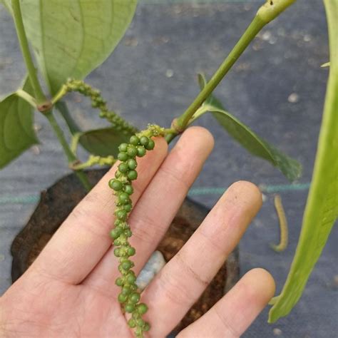 pokok lada hitam furniture home living gardening plants seeds