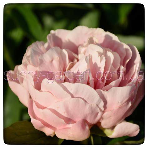 Сорт PASTELORAMA фото, описание сорта - купить в Украине - Sunny Garden