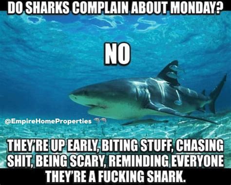 Baby Shark Funny Quotes - ShortQuotes.cc