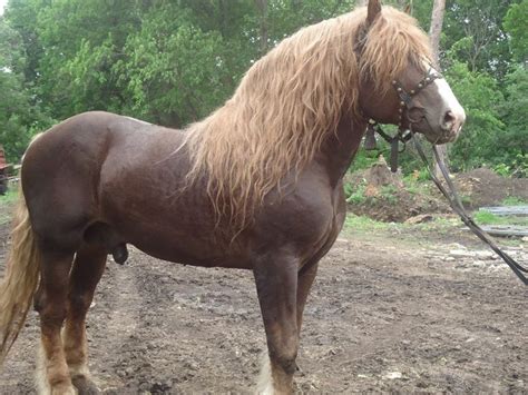 draft horse stallion