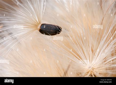 Seed Dispersal By Wind Examples