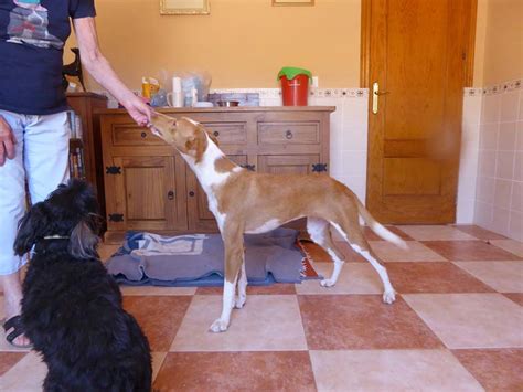 SOS Animals UK