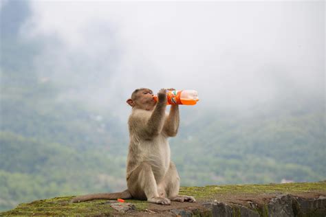 brown monkey drinking fanta bottle  stock photo