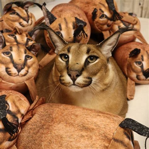 The Caracal Big Floppa Dissecting The Anatomy Habits And Legacy Of A Remarkable Feline