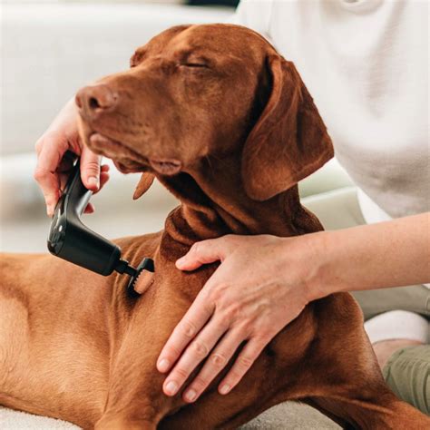 Das Schallwellengerät für Hunde | NOVAFON | NOVAFON