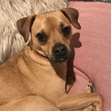 What Does A Jack Russell Cross Pug Look Like at Jason Davies blog