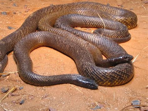 22+ Inland taipan snake ideas