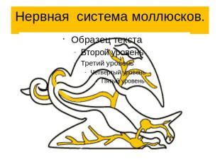 Презентация на тему "Нервная система животных" - скачать бесплатно ...